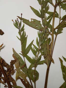 Image de Epilobium ciliatum subsp. ciliatum