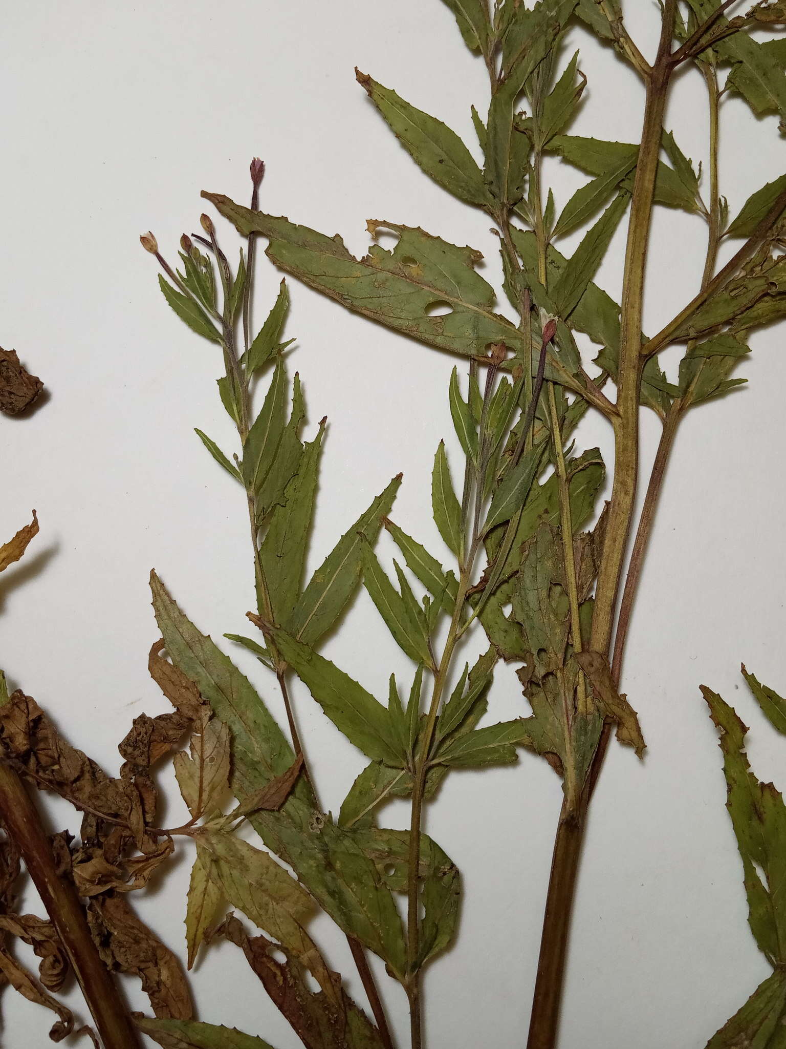 Слика од Epilobium ciliatum subsp. ciliatum