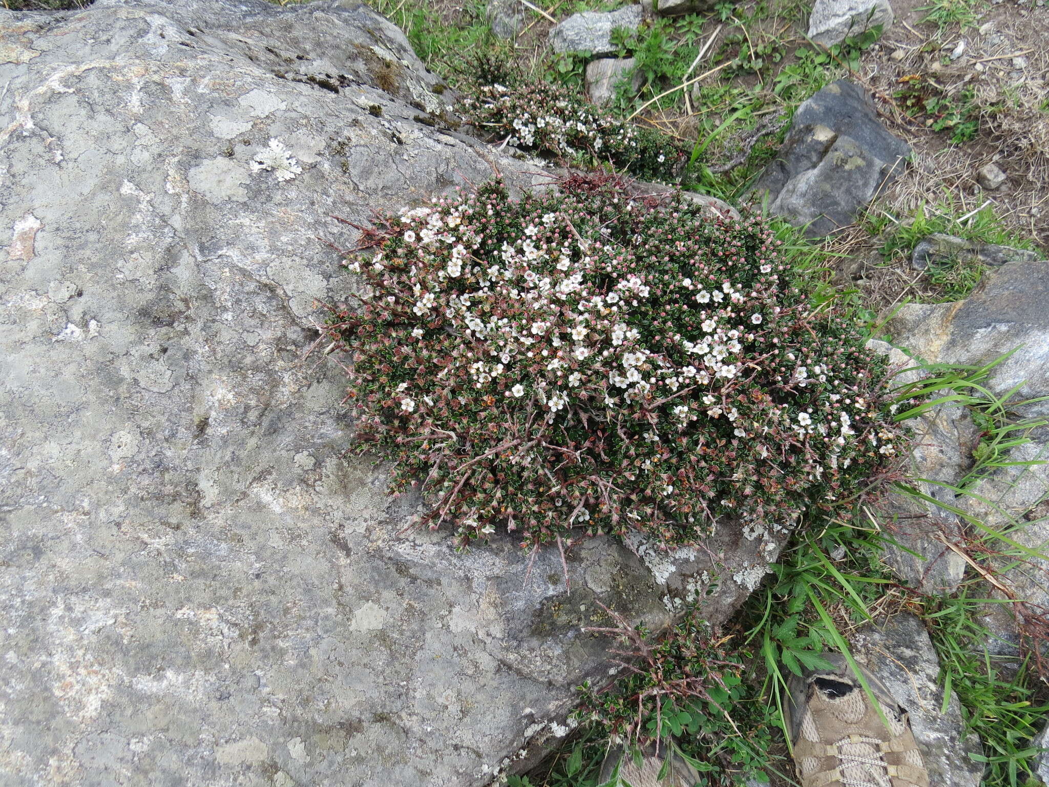 صورة Cotoneaster microphyllus Wall. ex Lindl.