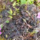 Image of Ipomoea barlerioides (Choisy) C. B. Cl.