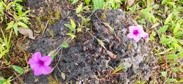 Image of Ipomoea barlerioides (Choisy) C. B. Cl.