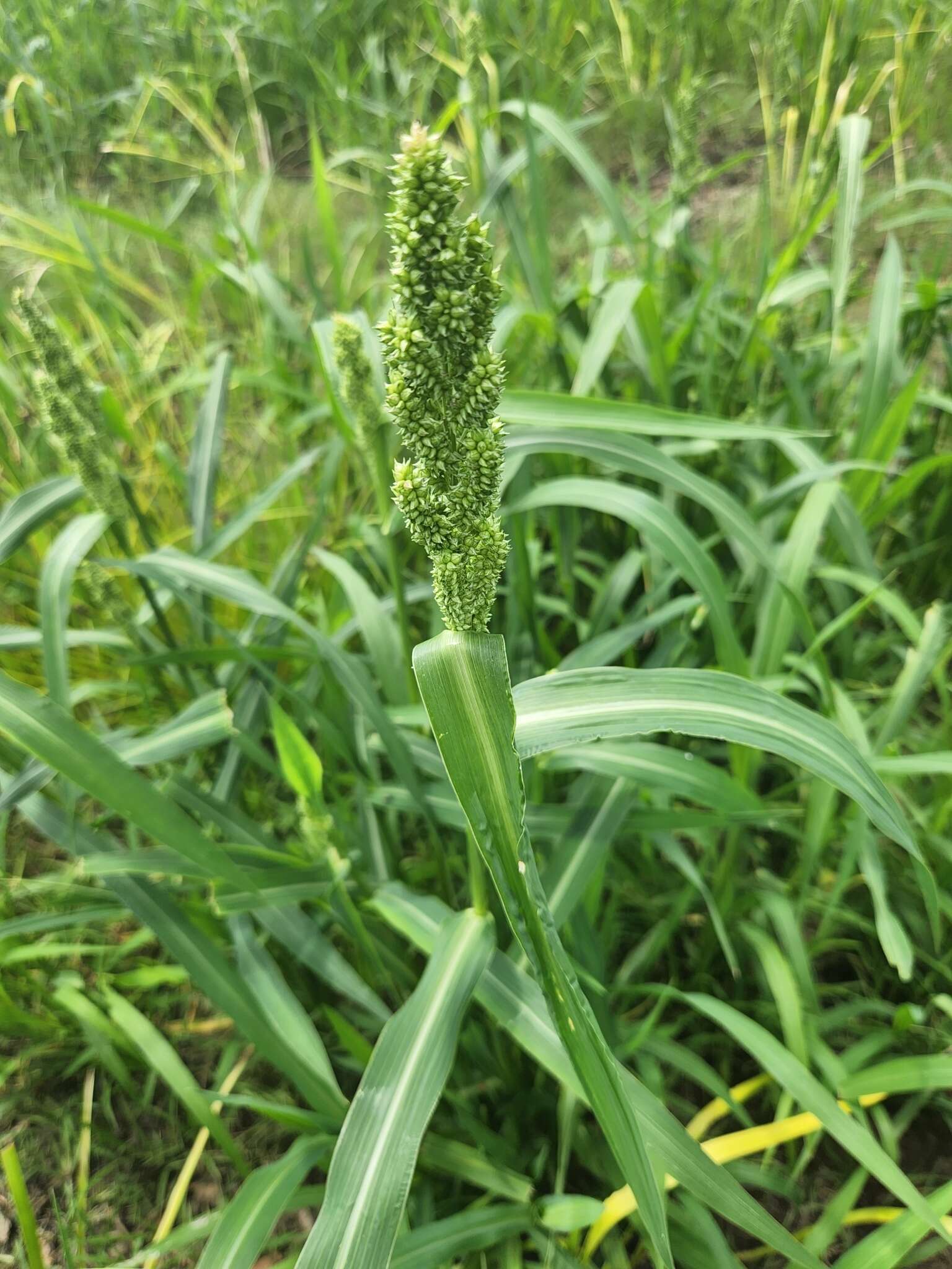 Echinochloa esculenta (A. Braun) H. Scholz resmi