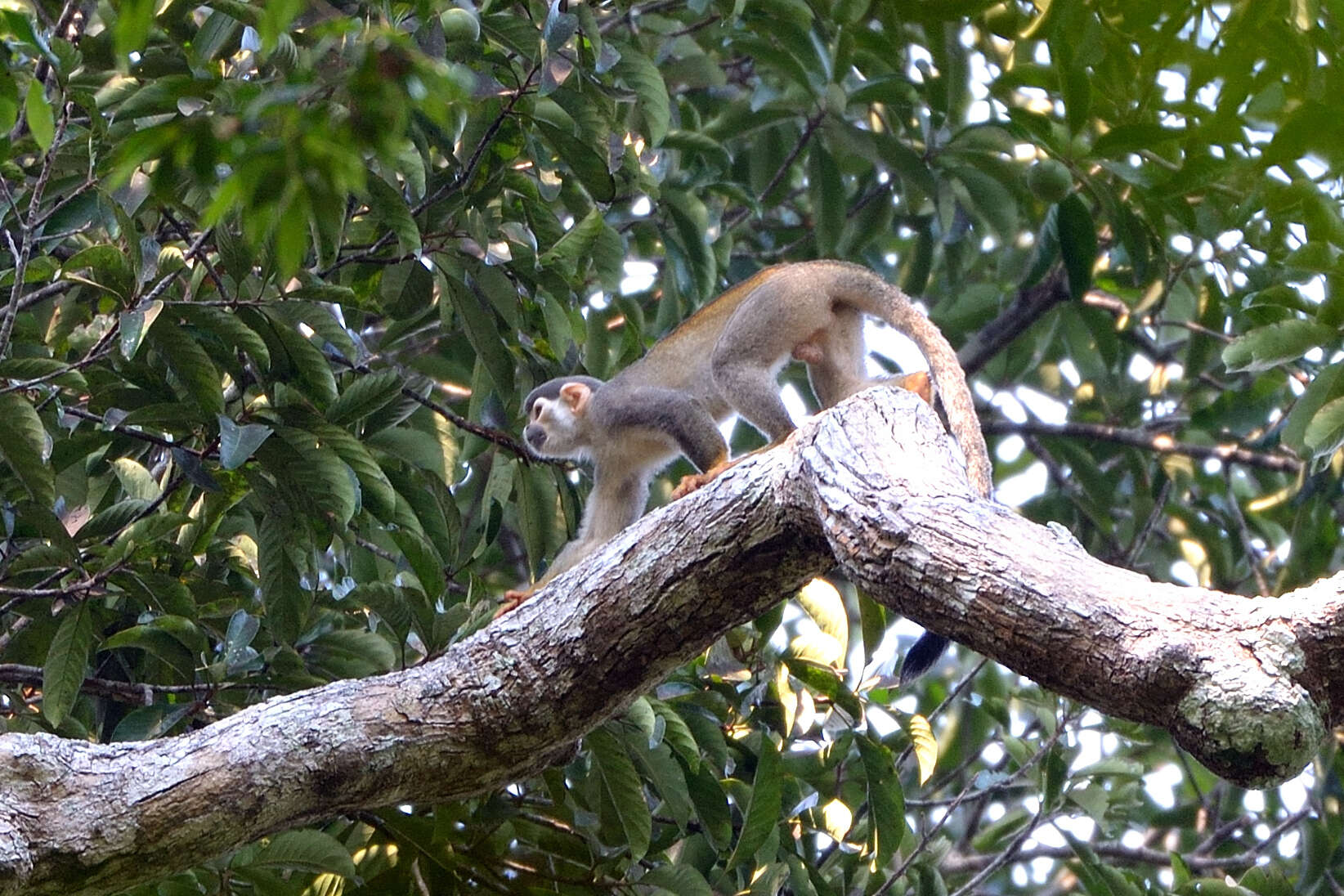 Image of Bare-eared Squirrel Monkey