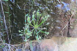 Image of Drosera collinsiae Brown ex Burtt Davy