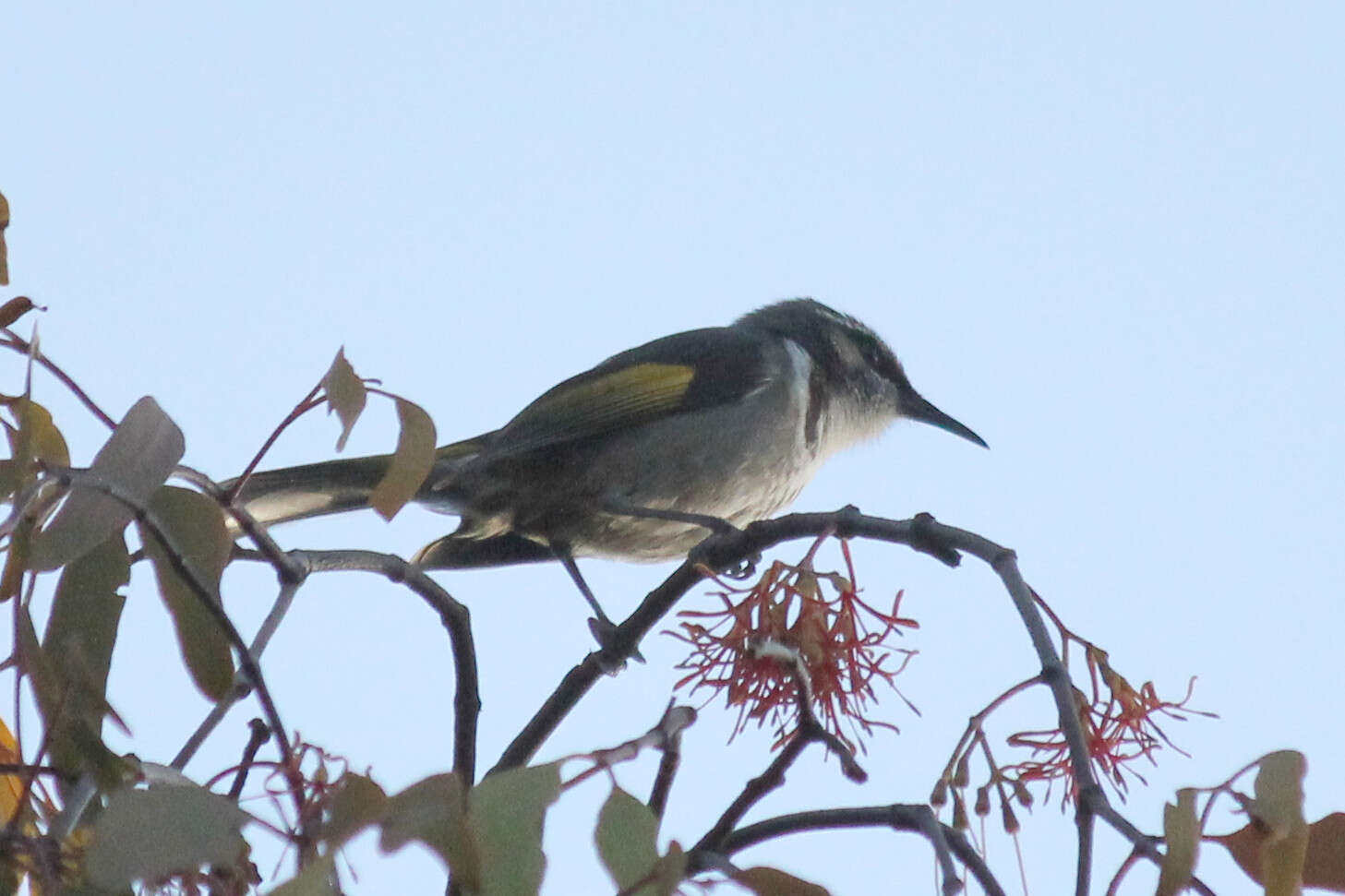 Image of Crescent Honeyeater