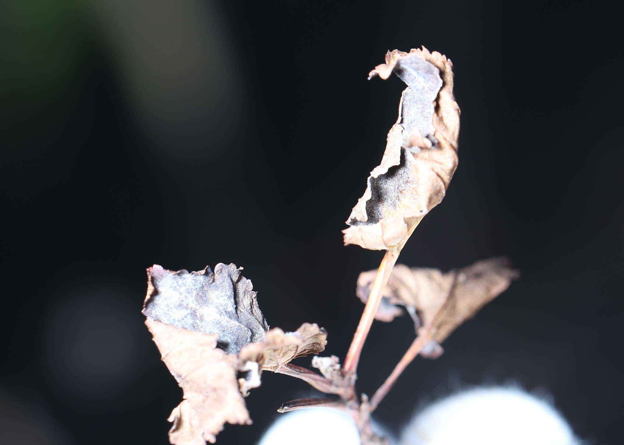 Image of Podosphaera physocarpi (U. Braun) U. Braun 2012