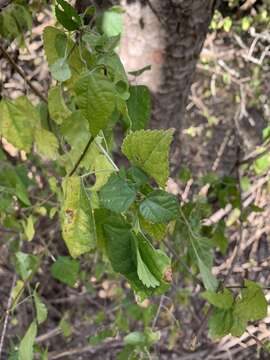 Image of Acalypha glabrata f. glabrata