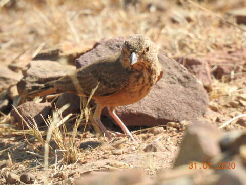 Image of Rufous-tailed Lark