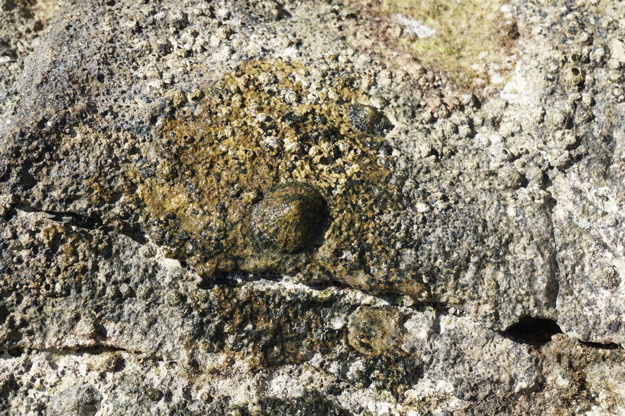 Image of China limpet