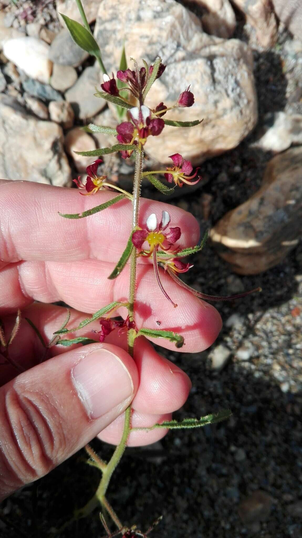 Image of Cleome violacea L.