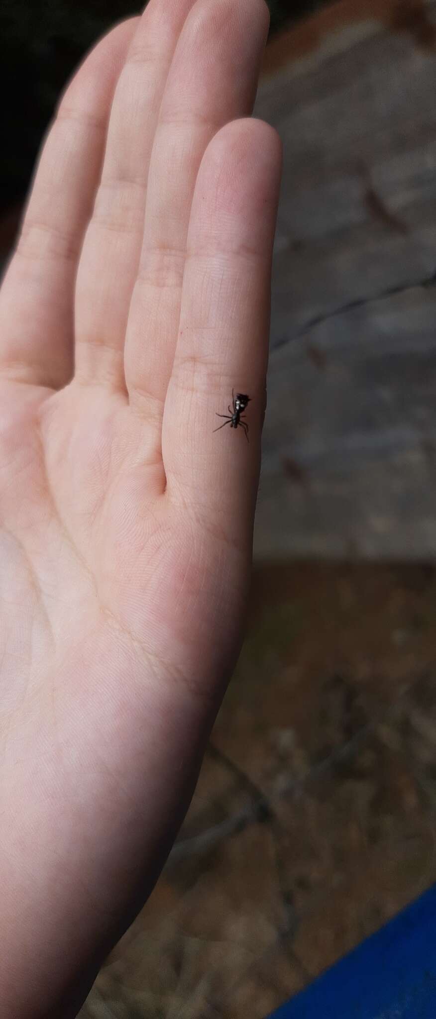 Image of Micrathena schenkeli Mello-Leitão 1939