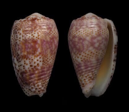 Image of Conus adamsonii Broderip 1836