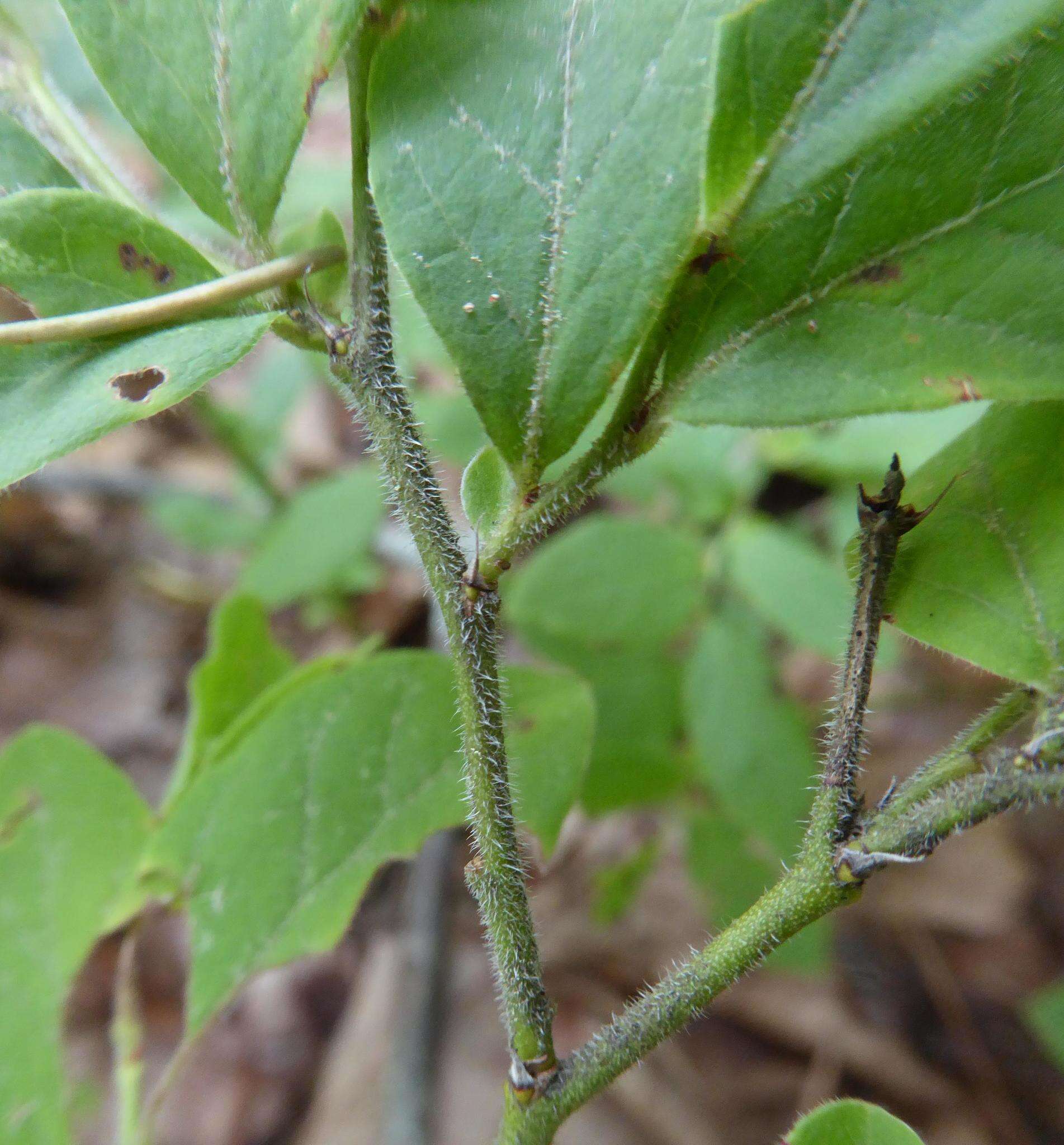 Sivun Vaccinium hirsutum Buckl. kuva