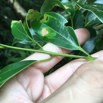 Image of Cinnamomum yabunikkei H. Ohba