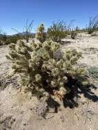 Image of Cylindropuntia sanfelipensis (Rebman) Rebman