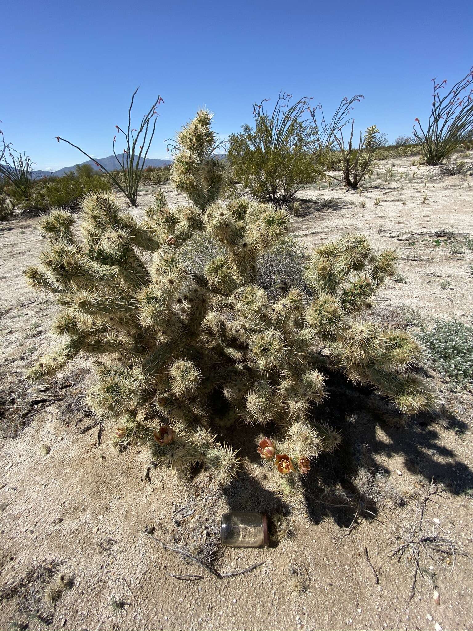 Image of Cylindropuntia sanfelipensis (Rebman) Rebman