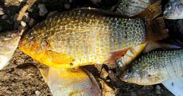 Image of Ocellated killifish