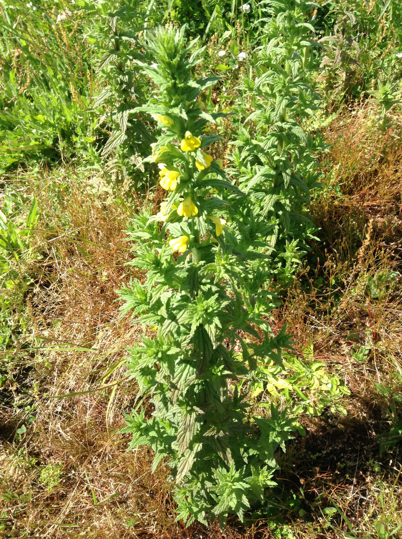 Image of Yellow Glandweed