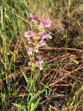 Image of Peck's beardtongue