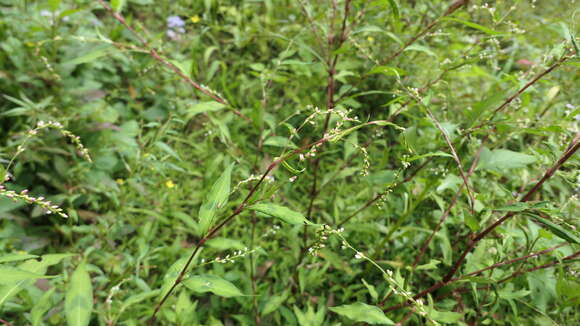 Image of Persicaria pubescens (Bl.) Hara