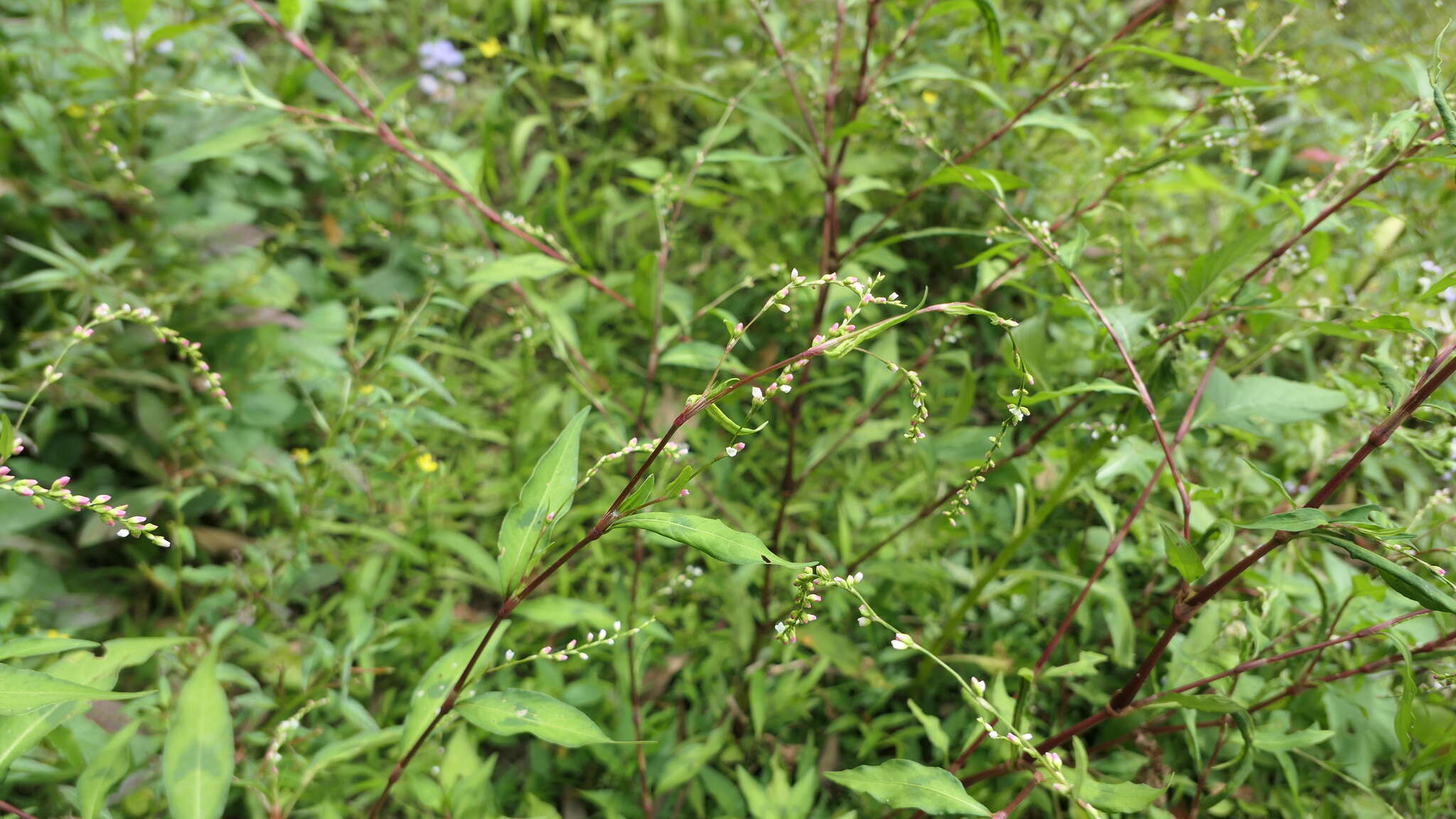 صورة Persicaria pubescens (Bl.) Hara