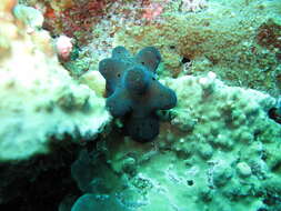 Image of Maldives sponge snail