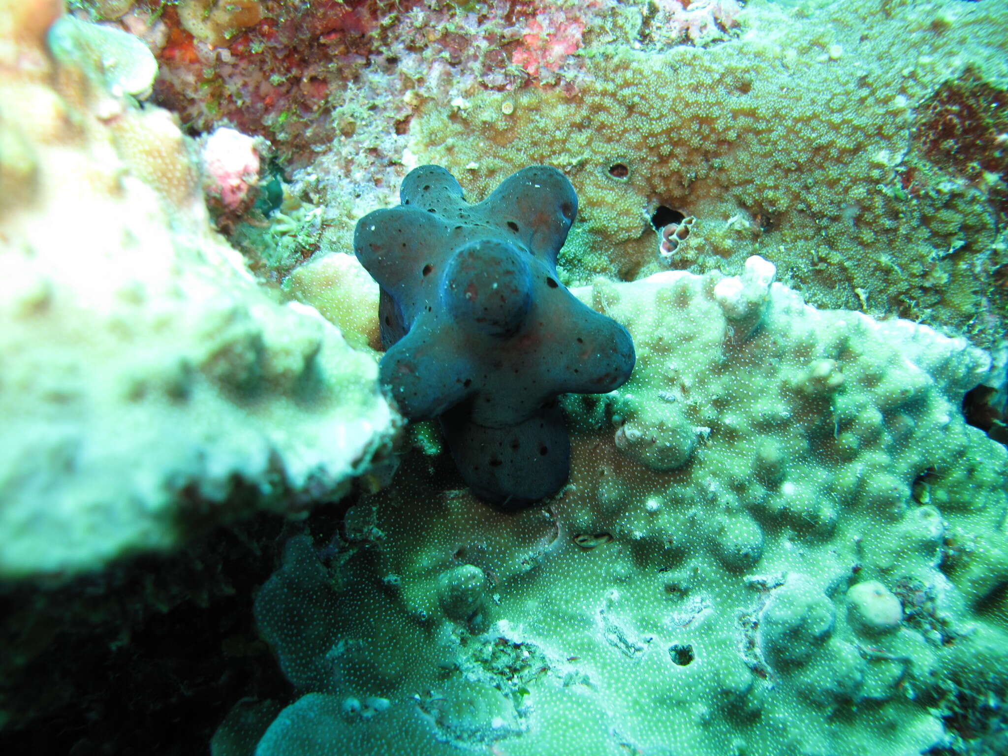 Image of Maldives sponge snail