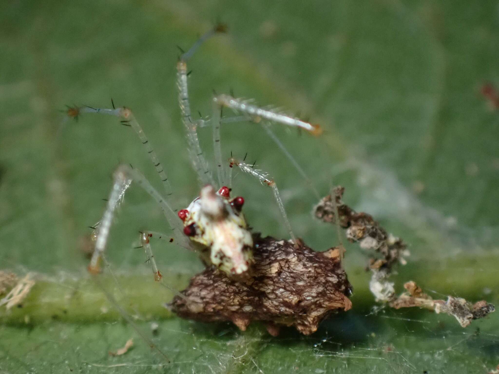 Image of Meotipa thalerorum Deeleman-Reinhold 2009