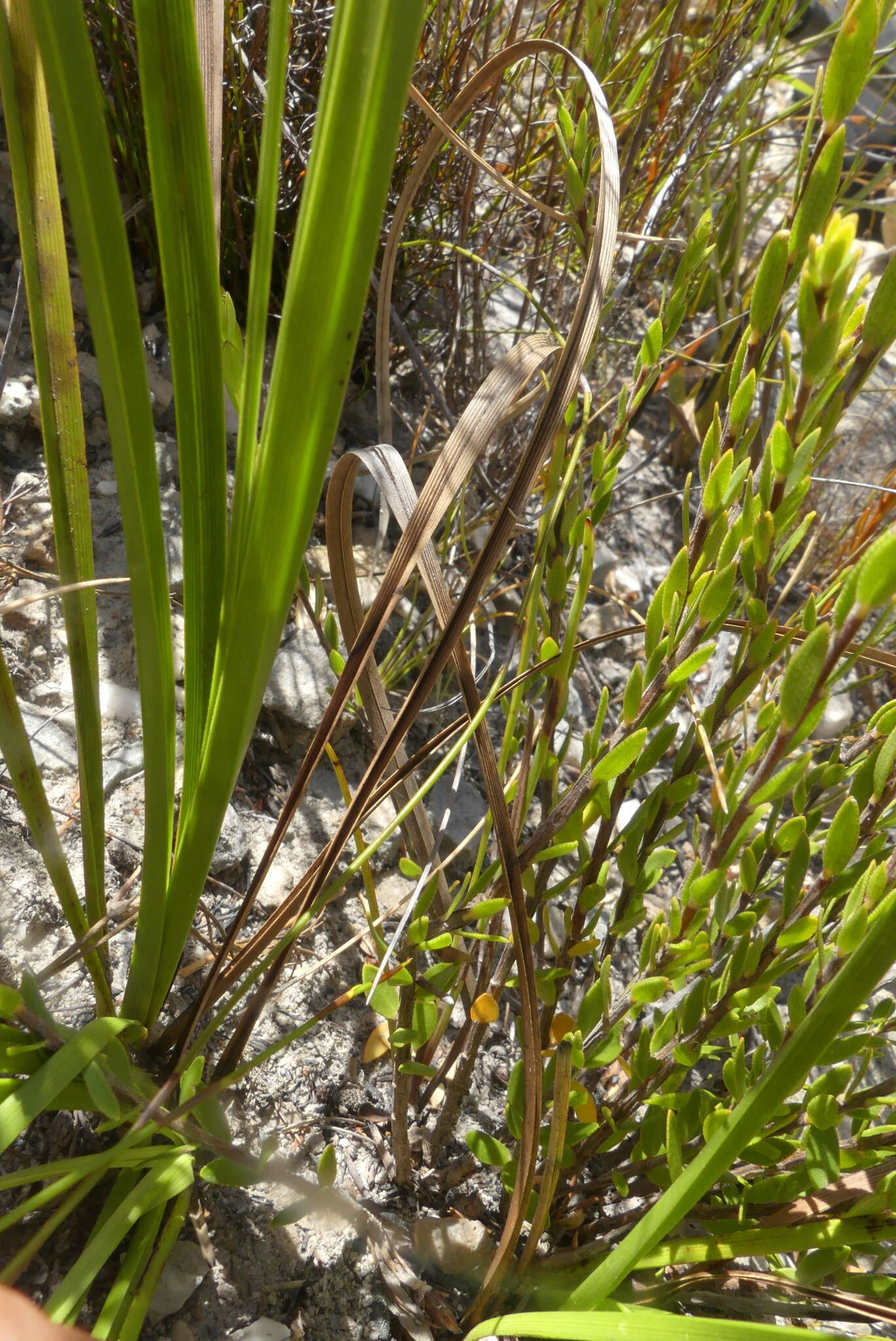 Image of Acmadenia latifolia I. Williams