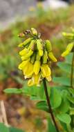 Imagem de Astragalus frigidus (L.) A. Gray