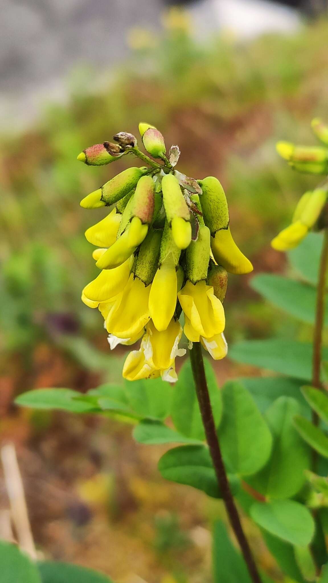 Imagem de Astragalus frigidus (L.) A. Gray