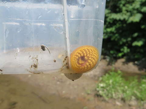 Image of Ohio lamprey