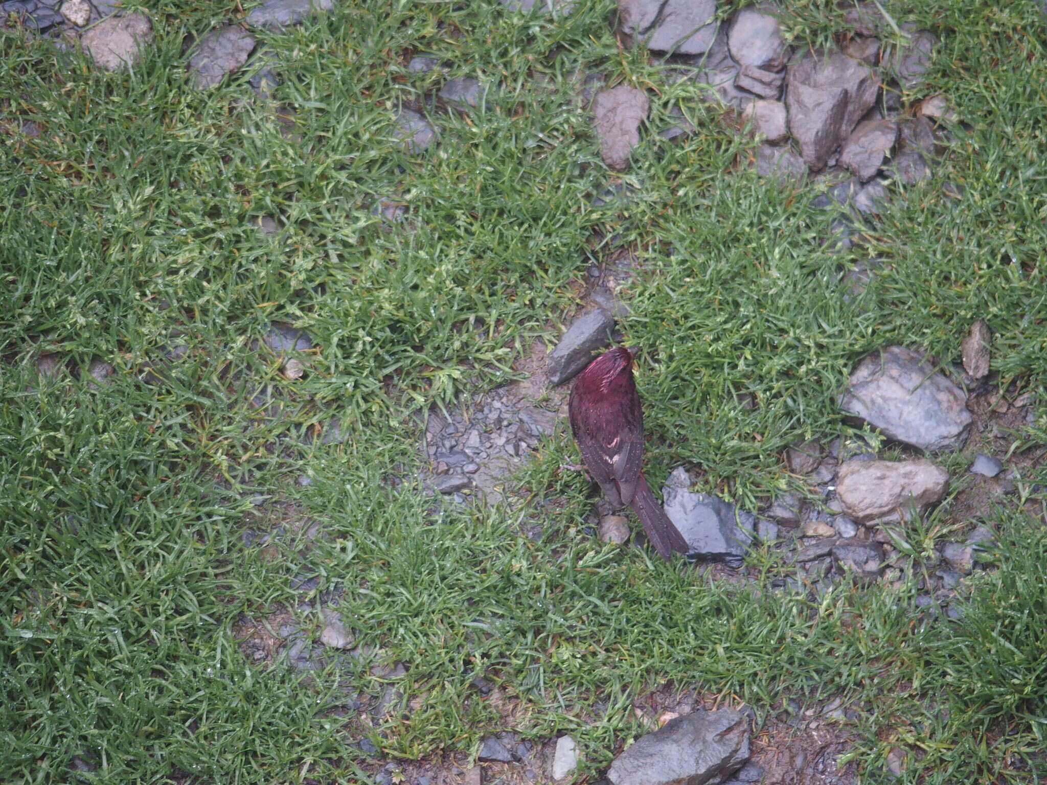 Image of Taiwan Rosefinch