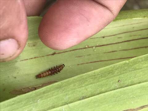 Image of Pitcher Plant Mining Moth