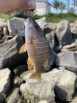 Image of Brazilian Snapper