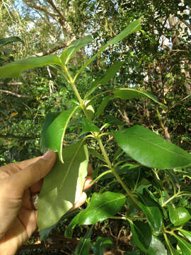 Image of Coprosma robusta Raoul