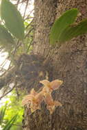 Image of Stanhopea oculata (Lodd.) Lindl.