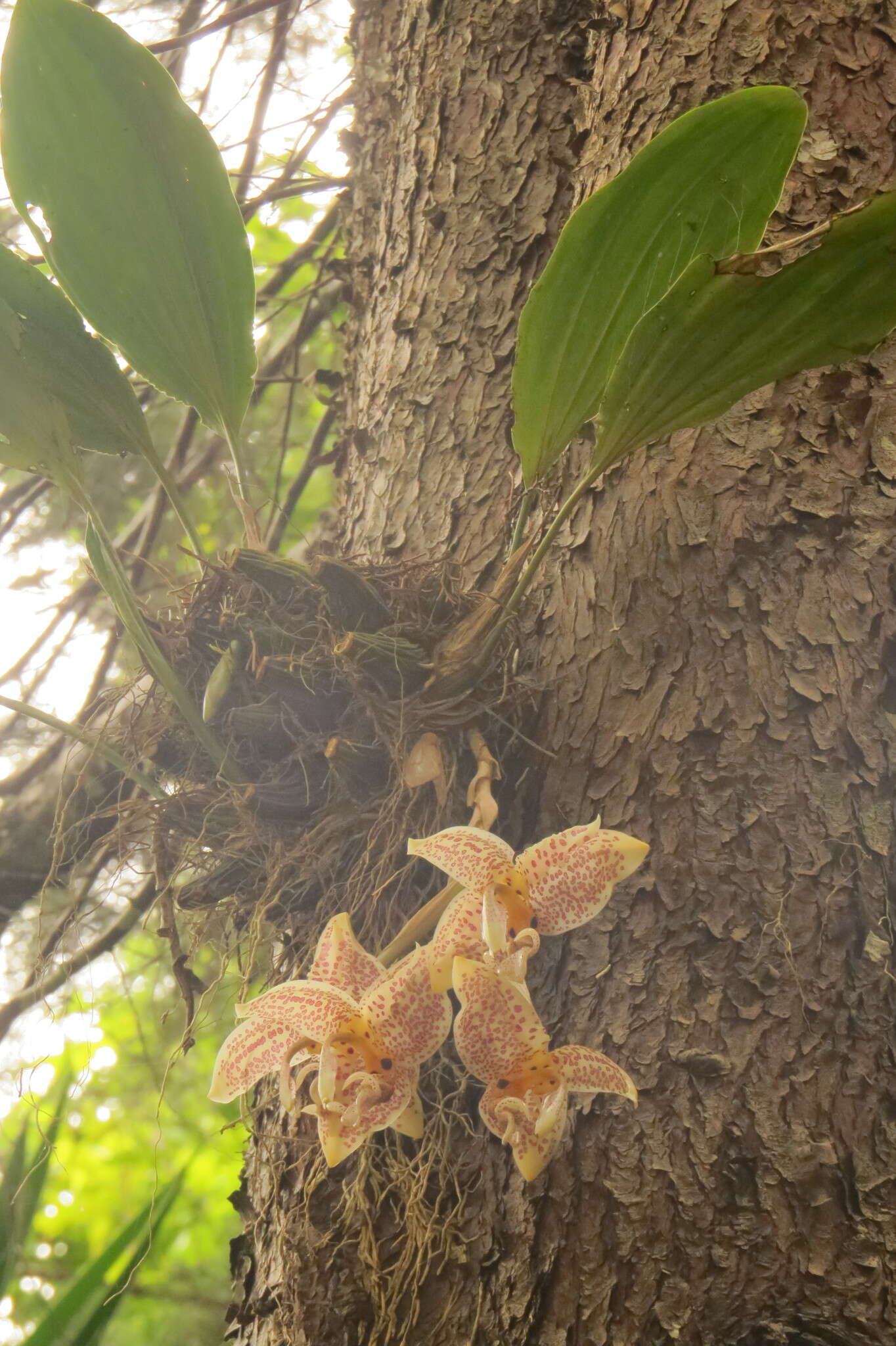 Image of Stanhopea oculata (Lodd.) Lindl.