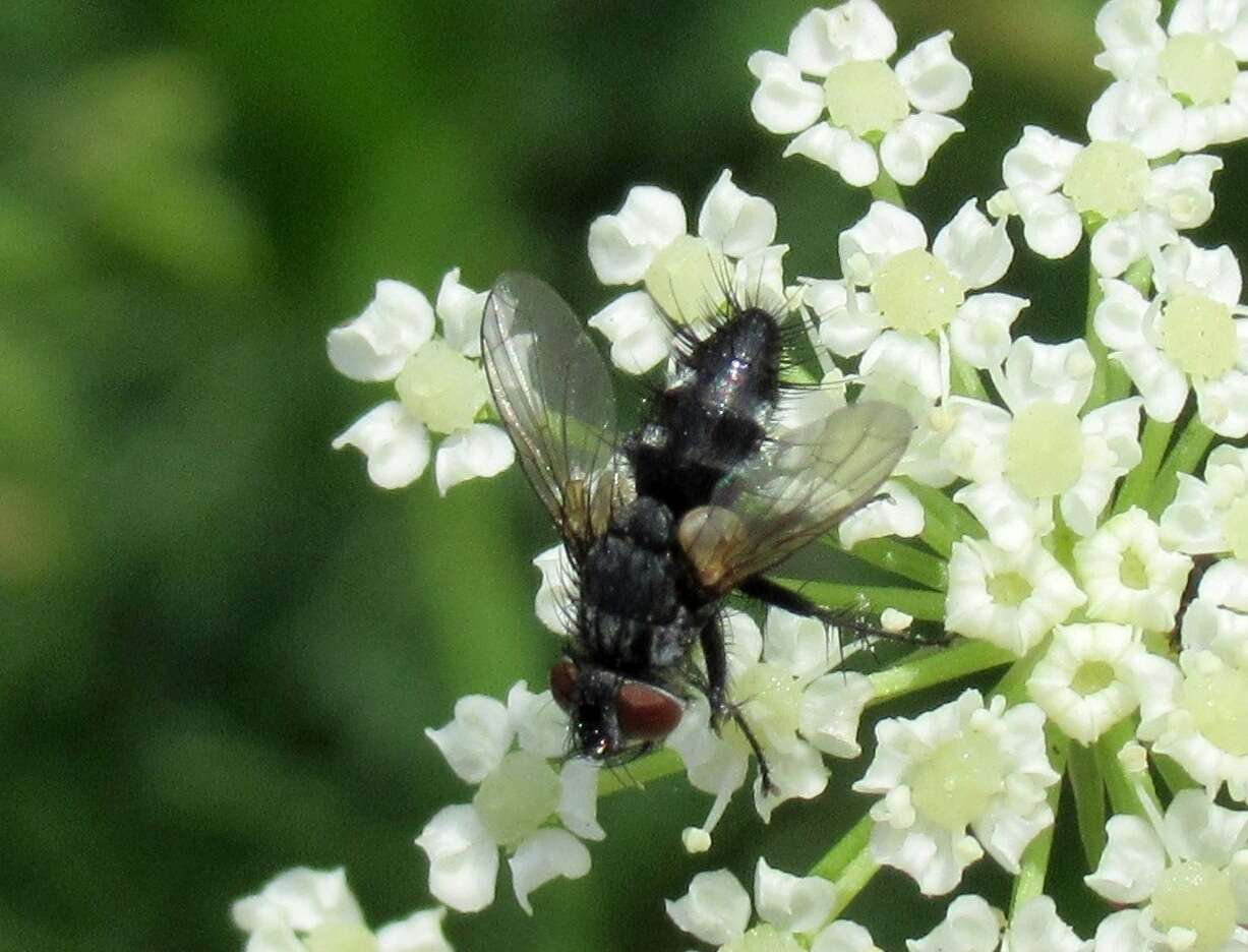 Lecanipa bicincta (Meigen 1824)的圖片