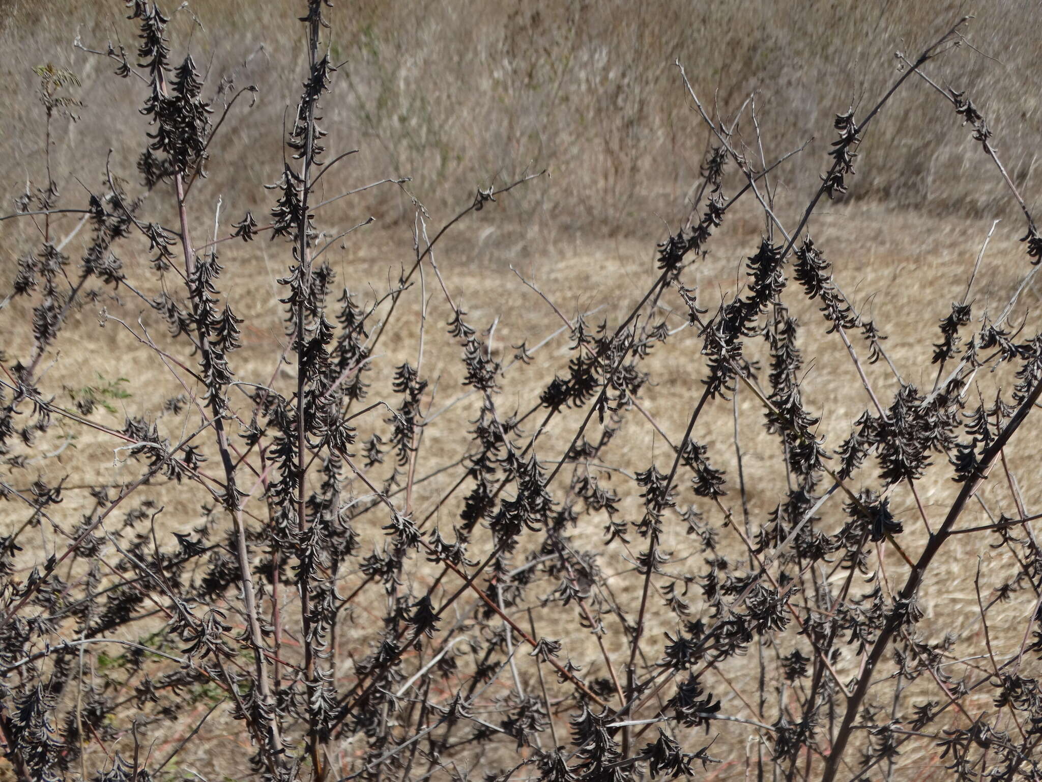 Imagem de Indigofera suffruticosa Mill.