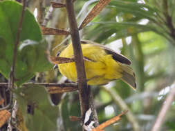 Imagem de Pachycephala hypoxantha (Sharpe 1887)