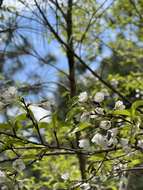 Imagem de Prunus spachiana (Lavallee ex H. Otto) Kitamura