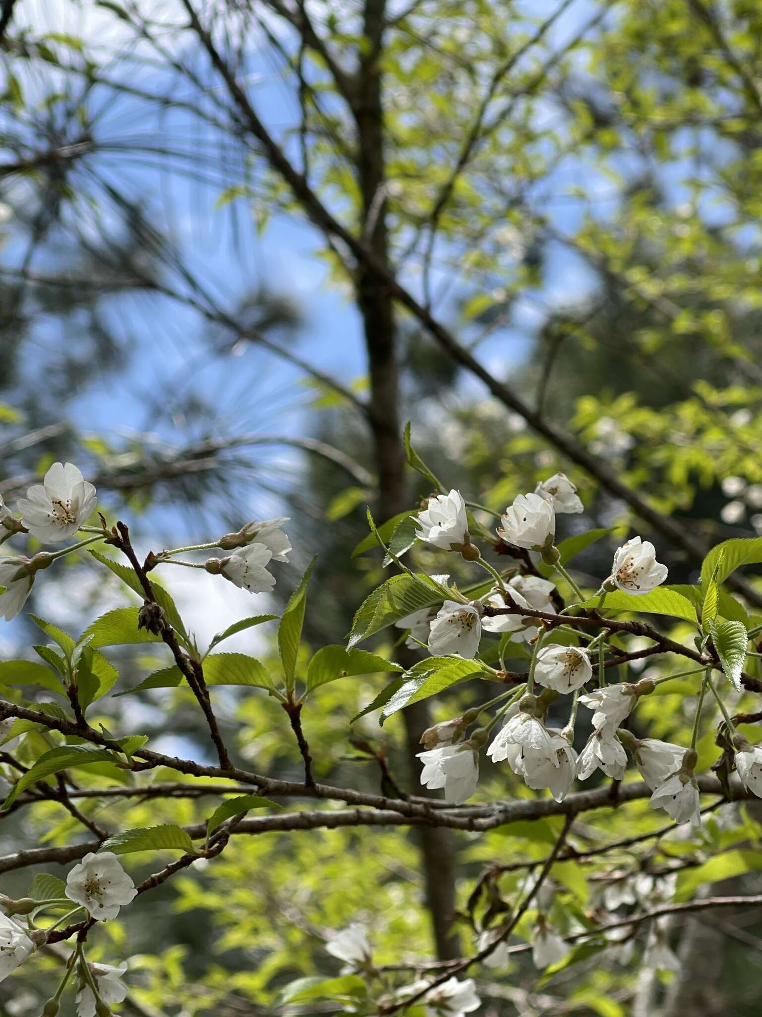 Image de Prunus spachiana (Lavallee ex H. Otto) Kitamura