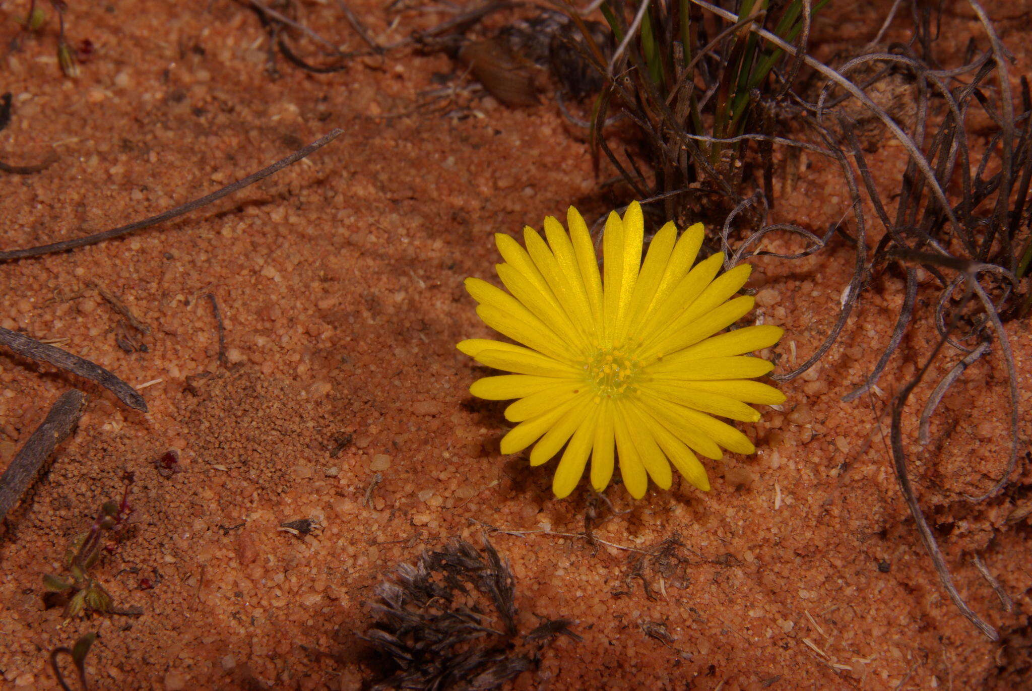 صورة Cleretum bellidiforme (Burman fil.) G. D. Rowley