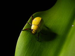 Imagem de Macropoides crassipes (Horn 1866)