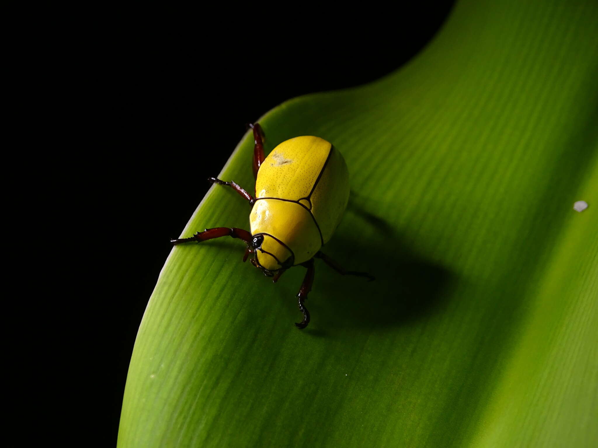 Imagem de Macropoides crassipes (Horn 1866)