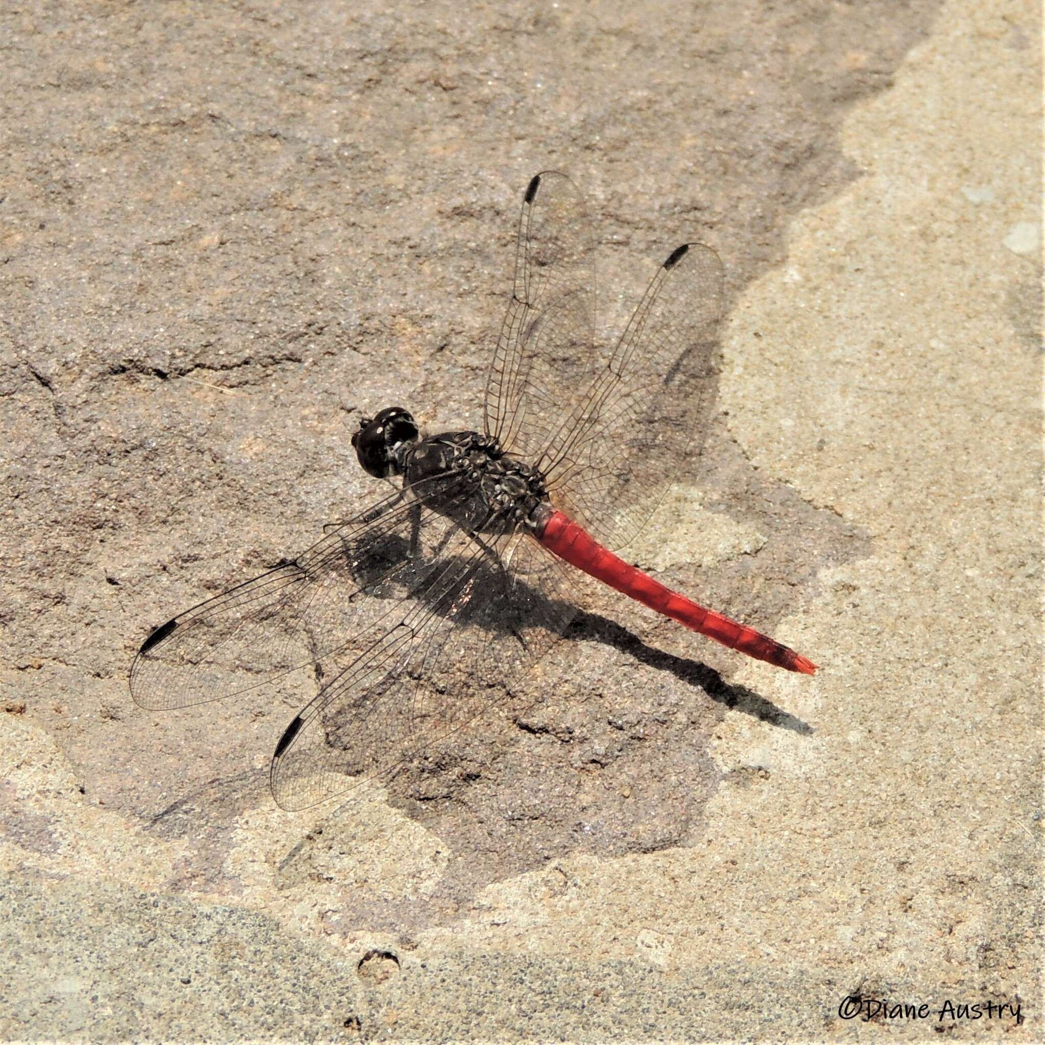 Image of Red Rock-dweller