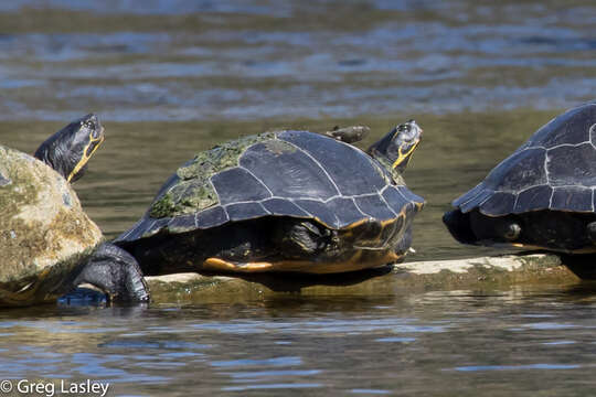 Image of Suwannee cooter