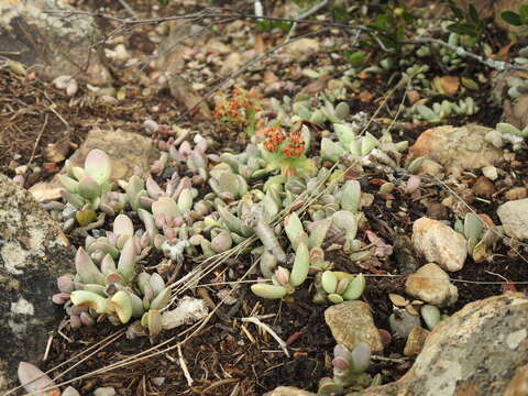 Image of Adromischus umbraticola C. A. Smith