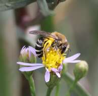 Image of Colletes halophilus Verhoeff 1944